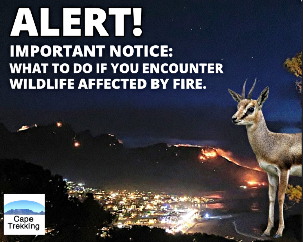 What to do if you find a wild animal in fire affected areas