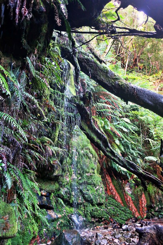 Short hikes on Table Mountain: Cecilia hike: Afromontane foliage