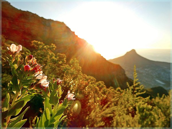 View from Devil's Peak, with flowers and Lion's Head