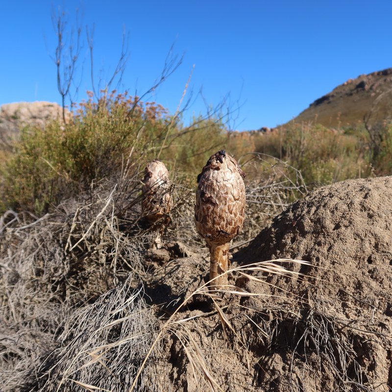 cederberg mushroom
