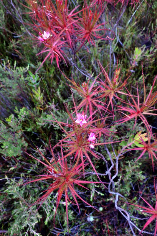 carnivorous plant in fynbos