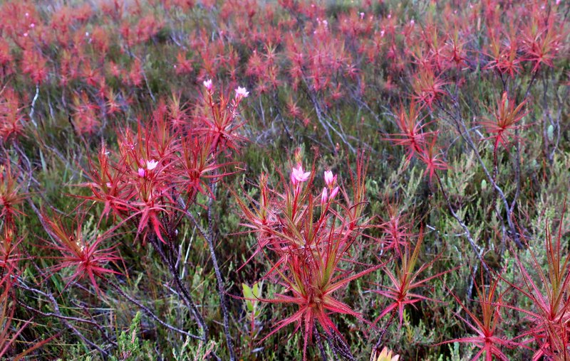 carnivorous fynbos