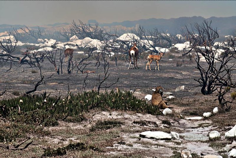 What to do with Animals after wild fire
