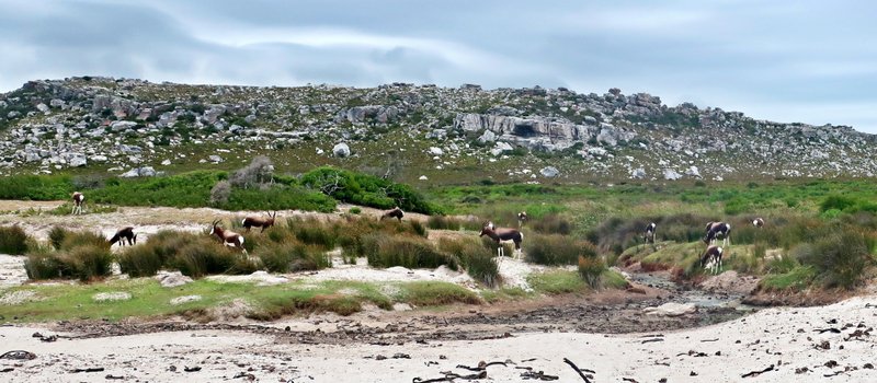 near Cape of Good Hope