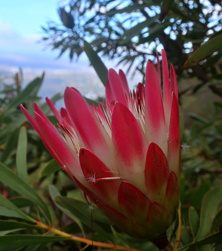 Protea on Cecilia hike