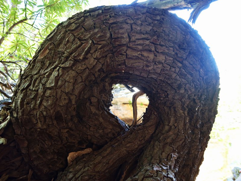 ceder tree trunk twisted bt the torque of time in Asja's Kloof, near Christal Pools, Cederberg