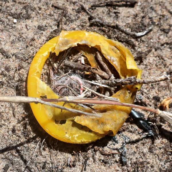 Abalone poacher's condom