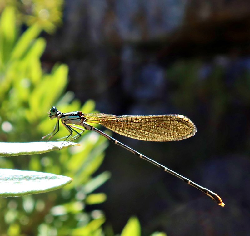 dragon fly Middelberg, Cederberg, Jan '23