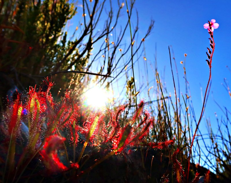 insectivorous or carnivorous fynbos