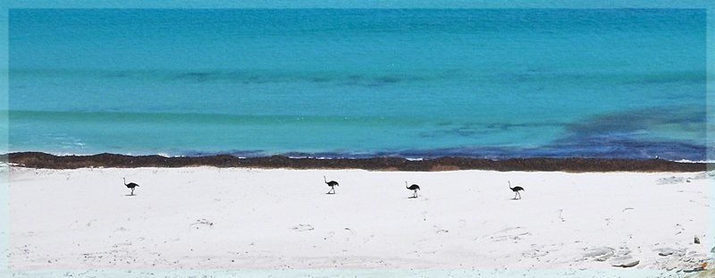 4 Ostriches walk the beach near Cape Point, Cape of Good Hope Nature Reserve