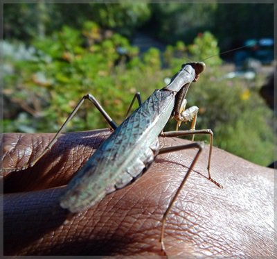 praying mantis on someone's hand at Kirstenbosch