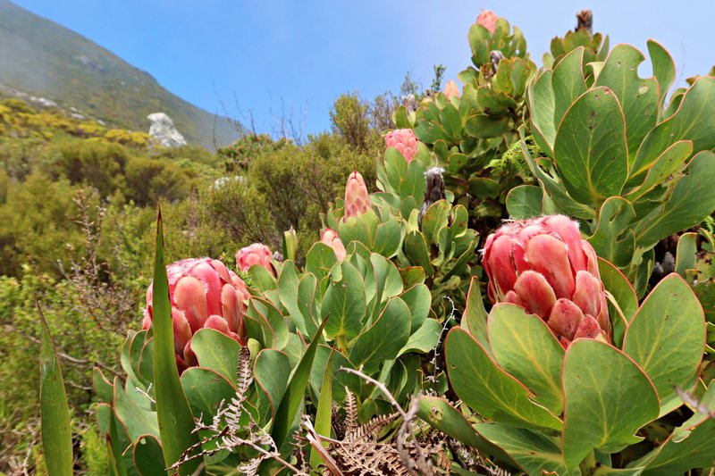 protea on table mountain sadle