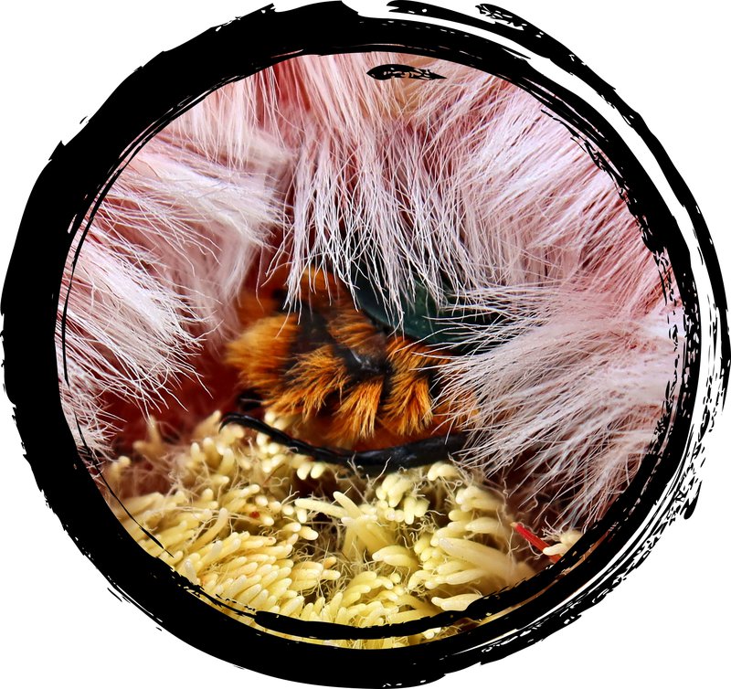 Protea Beetle Trichostetha fascicularis