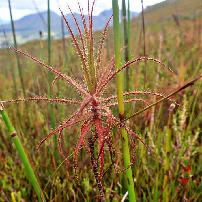 wild Cape Fold fybos Roridula Gorgonias