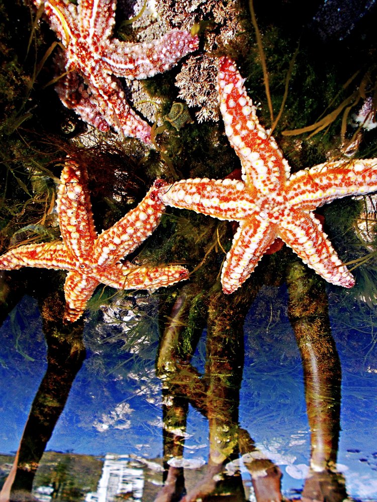 girls legs and starfish sea point cape town