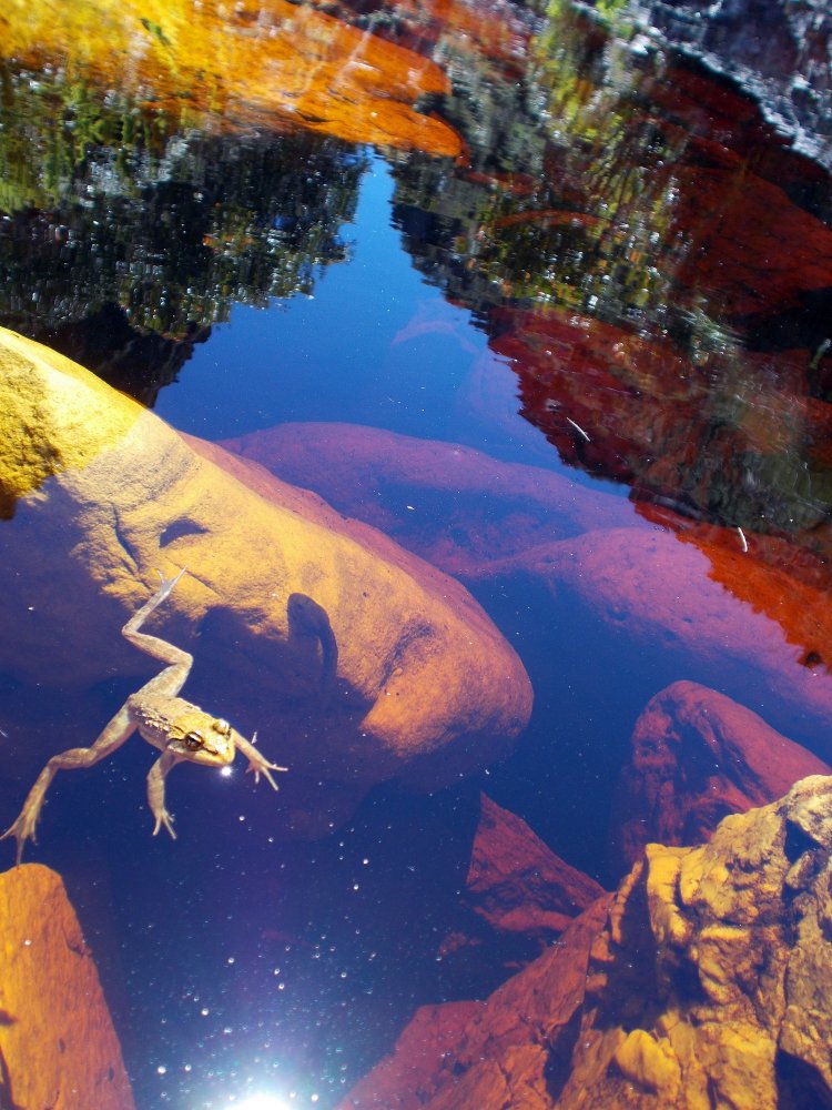 upper disa frog