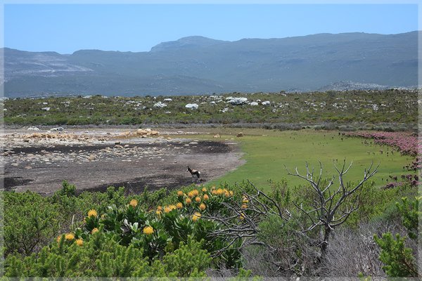 A lone bontebok at a dry Sirkelsvlei