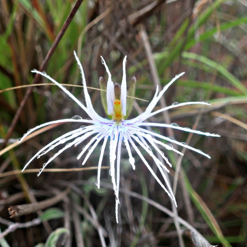 Bartholina in cederberg